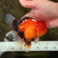 A Grade Apache Oranda Female 5 inches #100926OR_26
