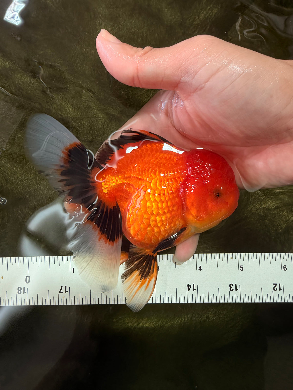 A Grade Apache Oranda Female 5 inches #100926OR_26