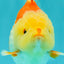 Little Chicken AAA Grade Red White Yuanbao Male 4.5-5 inches #061926YB_34