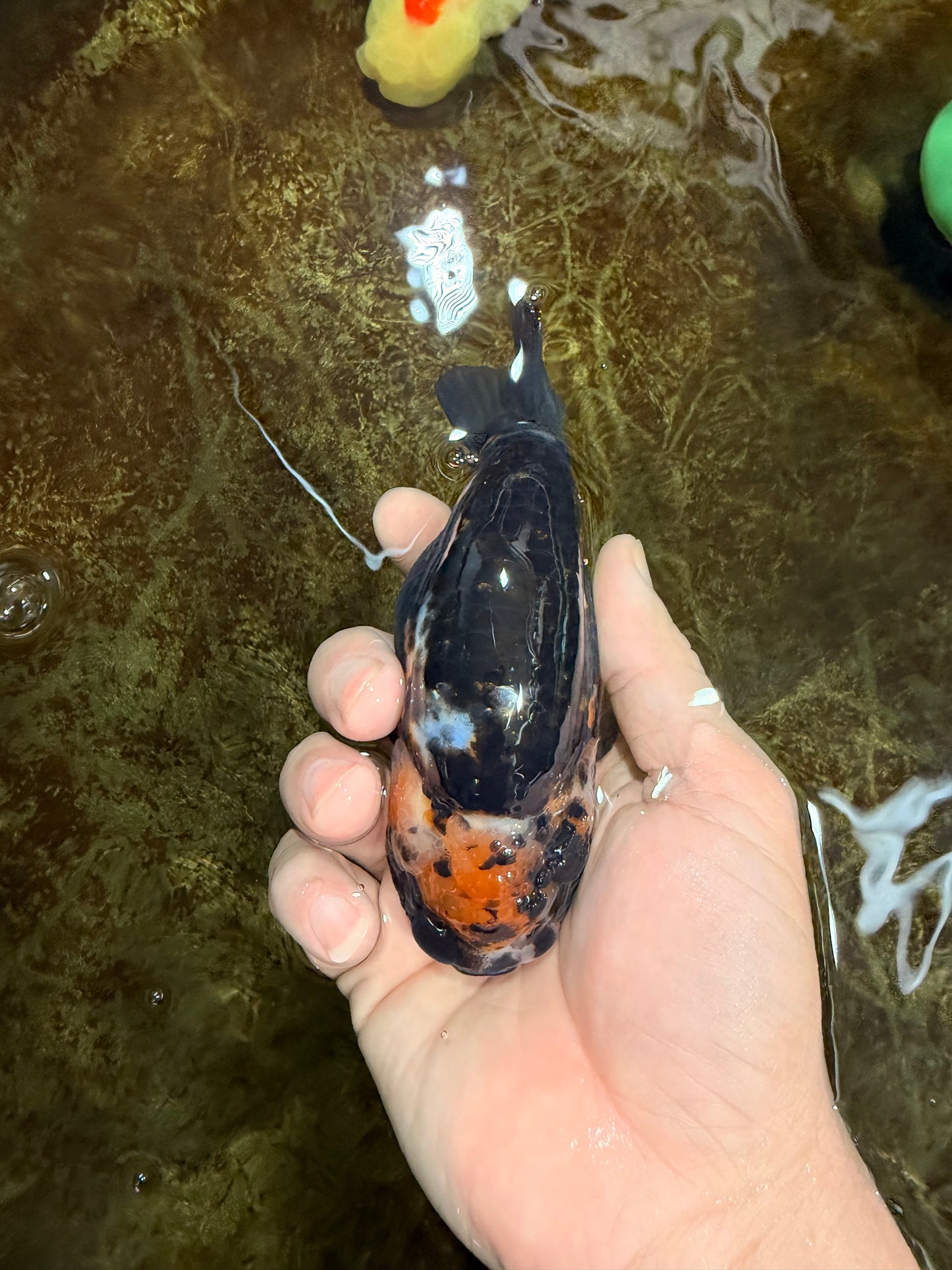 CHUBBY A Grade Calico Chinese Ranchu Female 5 inches #121225RC_06