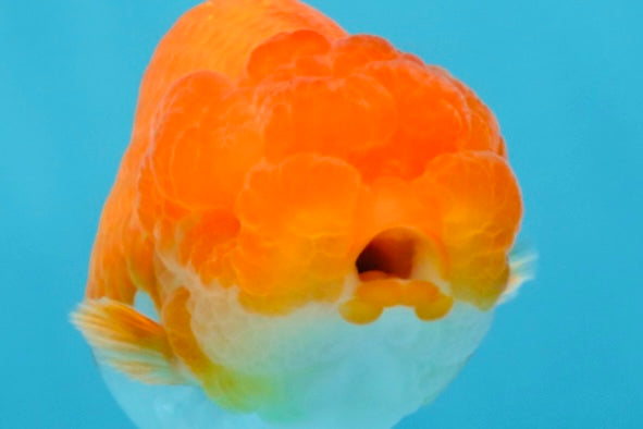 SUPER CUTE AAA Grade Red White LionQueen 4 inches #101725LC_12