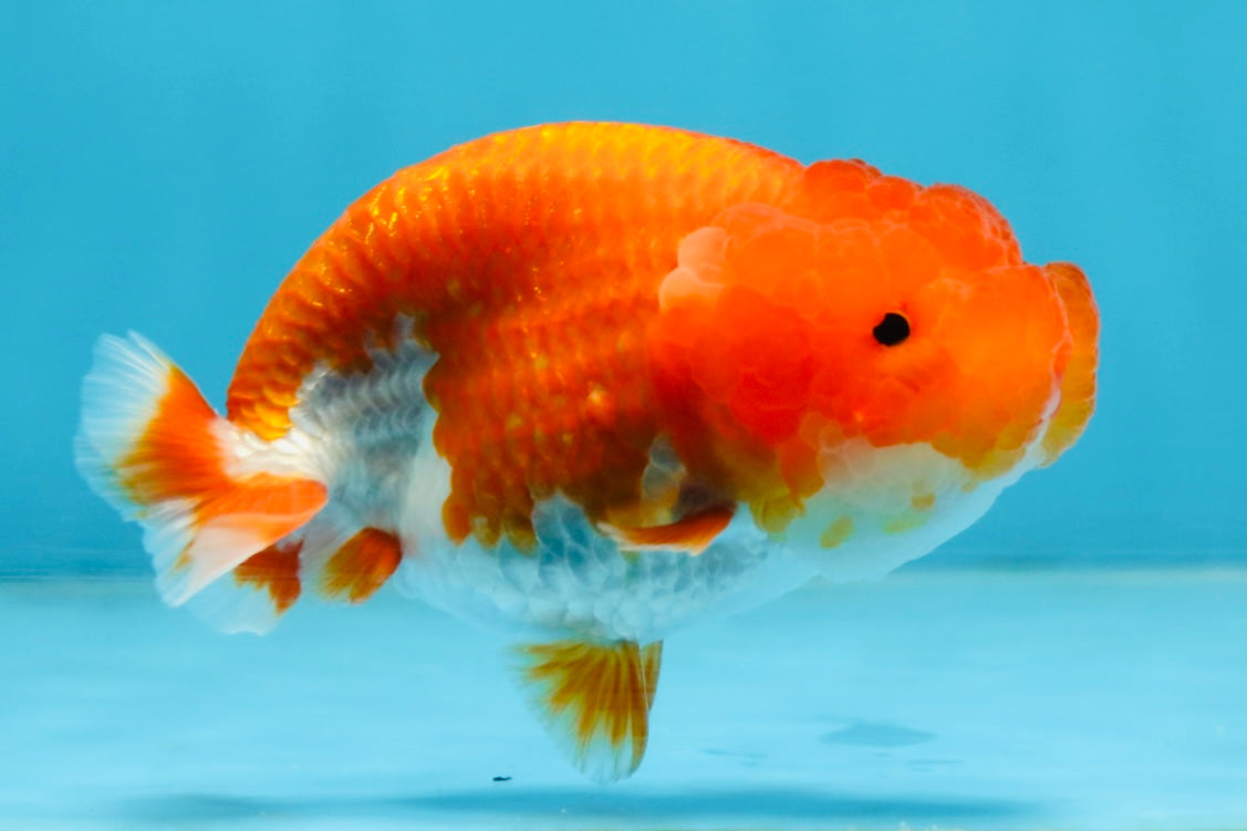 A Grade Red White LionQueen 4 inches #102425LC_09