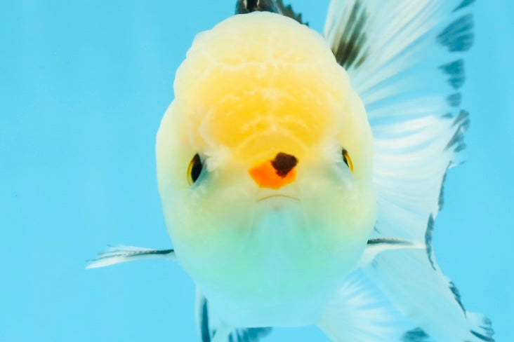 A Grade Tricolor Button Eyes Oranda Male 4.5 inches #0920OR_23