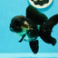 Panda Oranda hembra de cola negra completa, grado A, ÚNICO, 5-5,5 pulgadas, n.° 0531OR_13