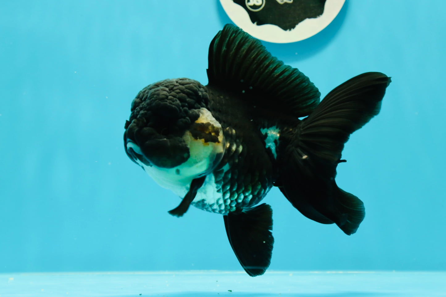 🐼 A Grade UNIQUE Panda Full Black Tail Oranda Female 5-5.5 inches #0531OR_13