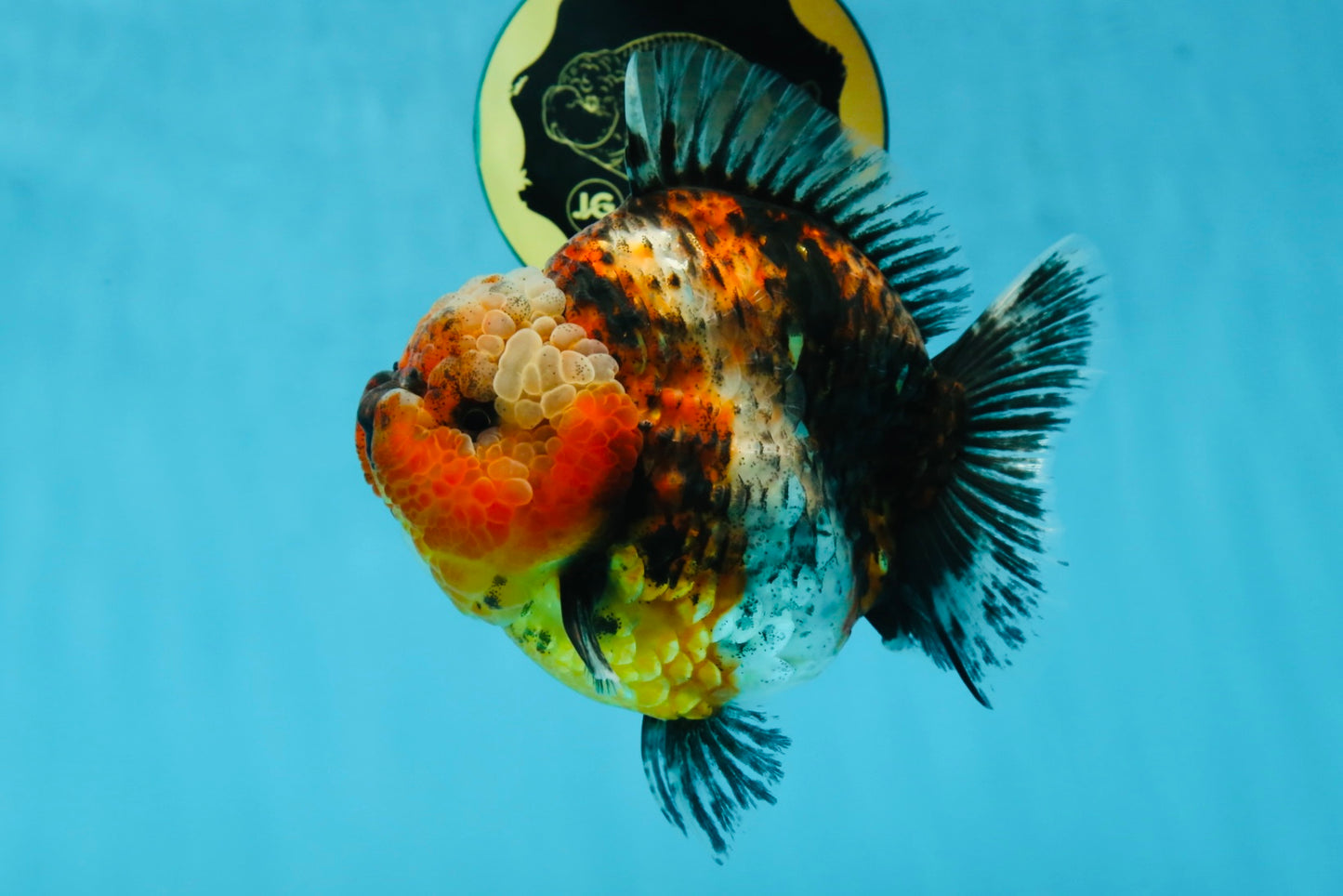 AAA Grade RARE Big Body Godzilla Calico Yuanbao Female 5-5.5 inches #051625YB_13