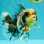AAA Grade Super Special Marble Kirin Oranda Male 6 inches #061926OR_16