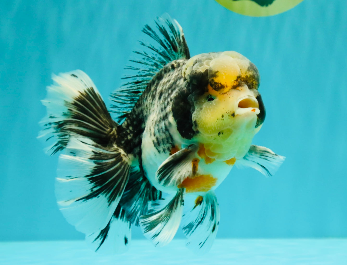 AAA Grade Super Special Marble Kirin Oranda Male 6 inches #061926OR_16