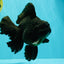 AAA Grade Super Godzilla Black Oranda Male 6.5-7 inches #061926OR_01