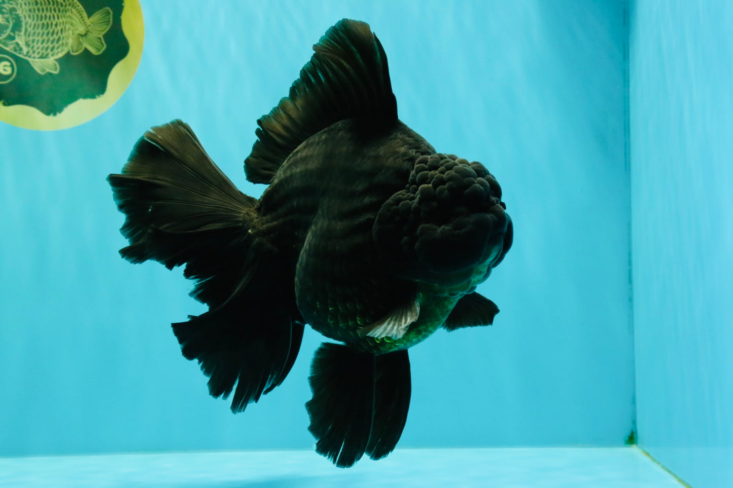 AAA Grade Super Godzilla Black Oranda Male 6.5-7 inches #061926OR_01