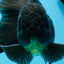 Oranda macho negro de grado A de 5,5 a 6 pulgadas n.° 0726OR_04