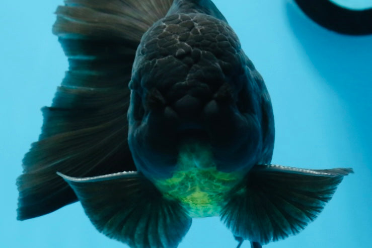 Oranda macho negro de grado A de 5,5 a 6 pulgadas n.° 0726OR_04