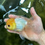 A Grade White Buttoned Eyes Oranda Male 4.5-5 inches #042525OR_09
