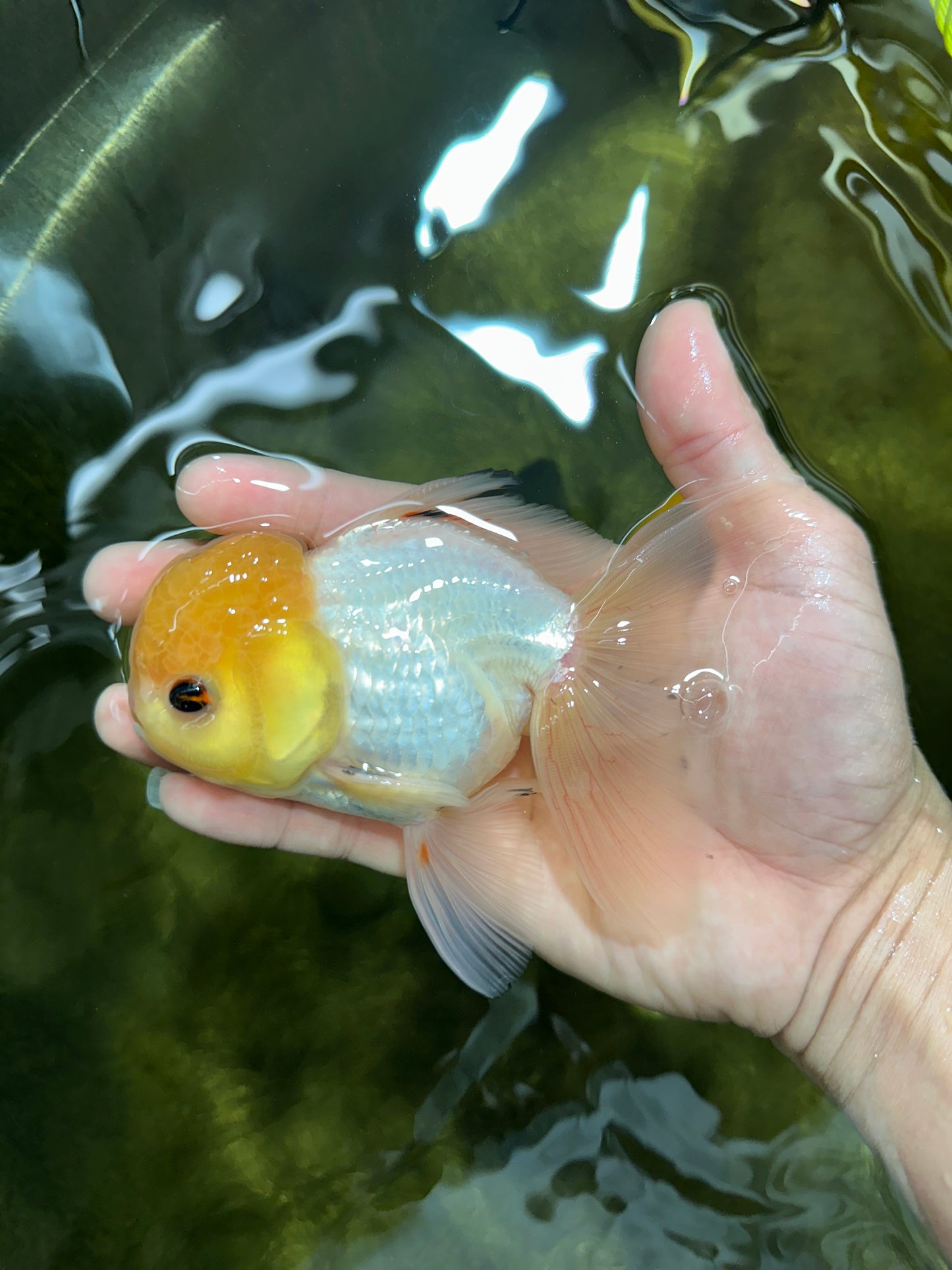 A Grade White Buttoned Eyes Oranda Male 4.5-5 inches #042525OR_09