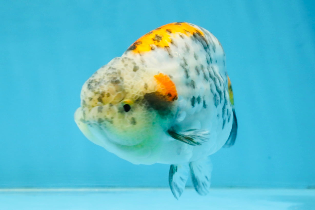 A Grade Tricolor Tiger LionKing 4.5-5 inches #112125LC_02