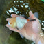 A Grade White Oranda Male 5.5 inches #052325OR_02