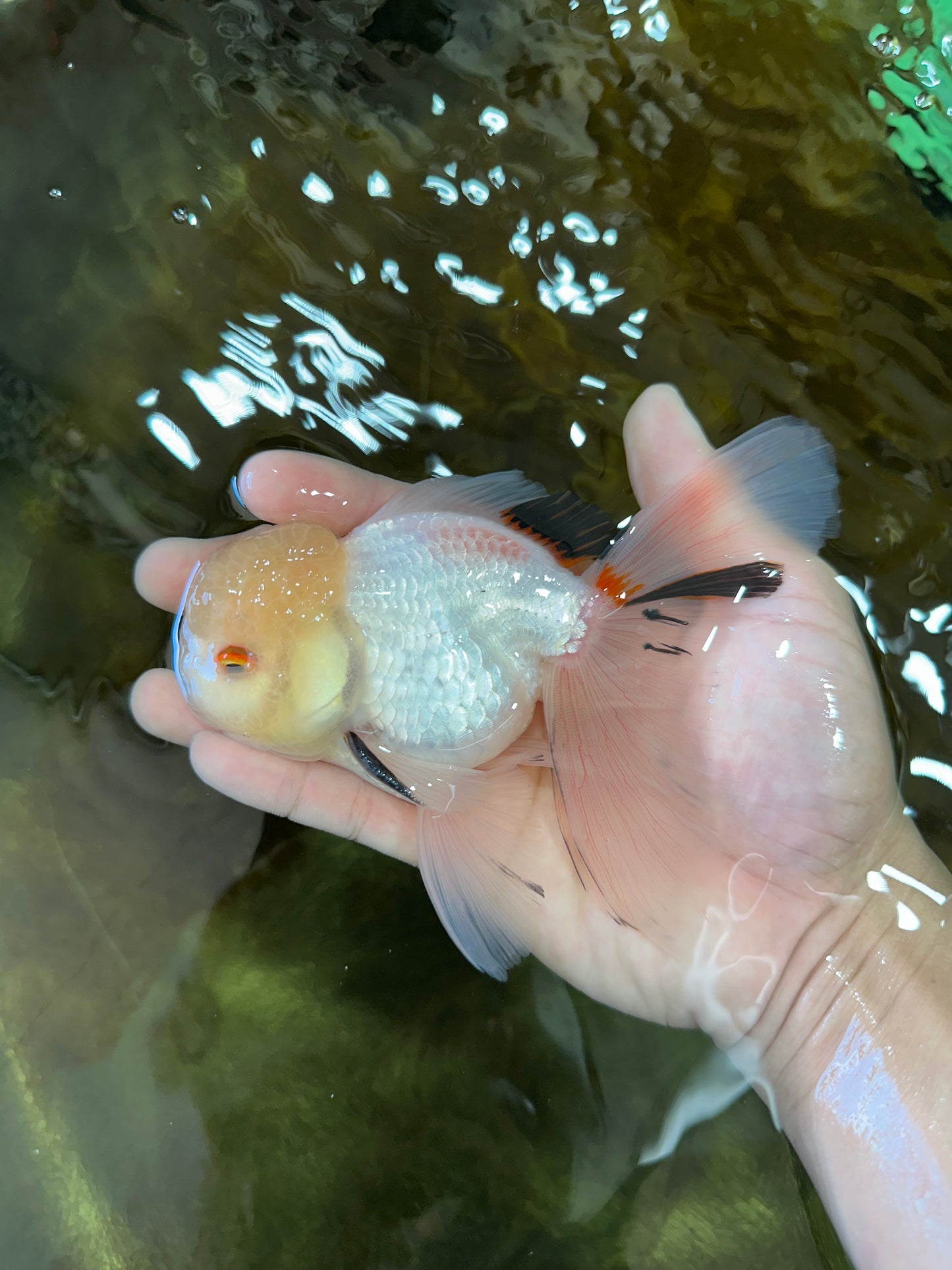 A Grade White Oranda Male 5.5 inches #052325OR_02