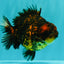 AAA Grade Tiger Yuanbao Male 5 inches #061926YB_35
