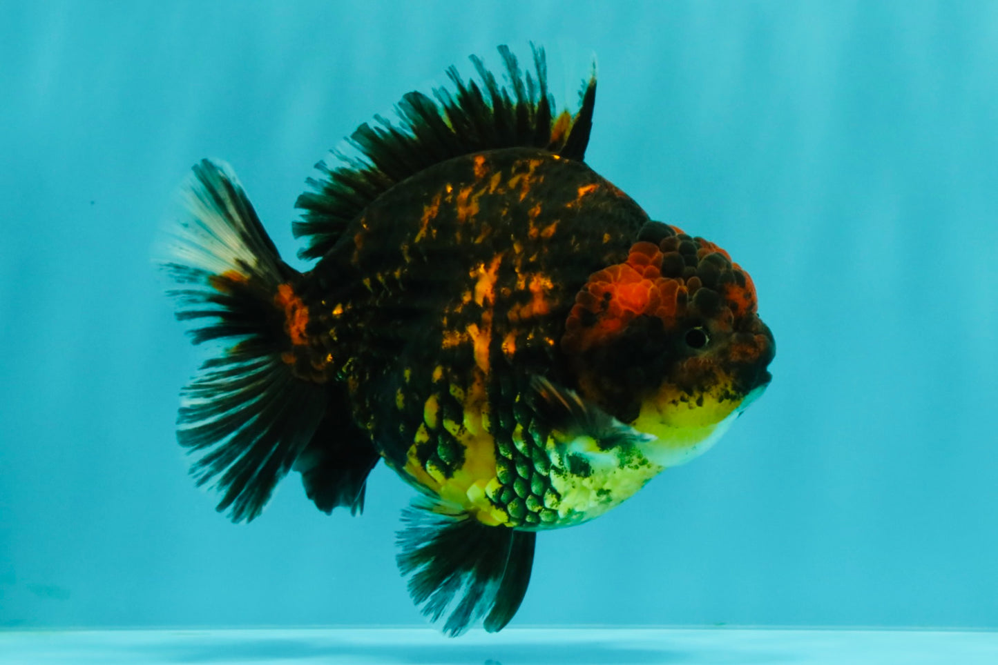 AAA Grade Tiger Yuanbao Male 5 inches #061926YB_35