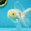 A Grade White Oranda Male 5 inches #121324OR_22