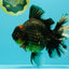 AAA Grade Broadtail Tiger Oranda Male 7.5 inches #073126OR_02