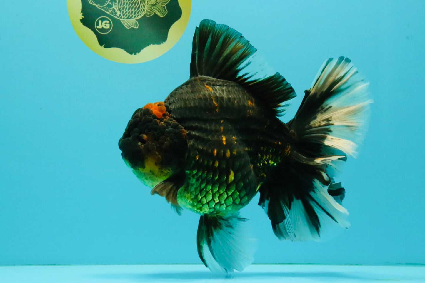 AAA Grade Broadtail Tiger Oranda Male 7.5 inches #073126OR_02