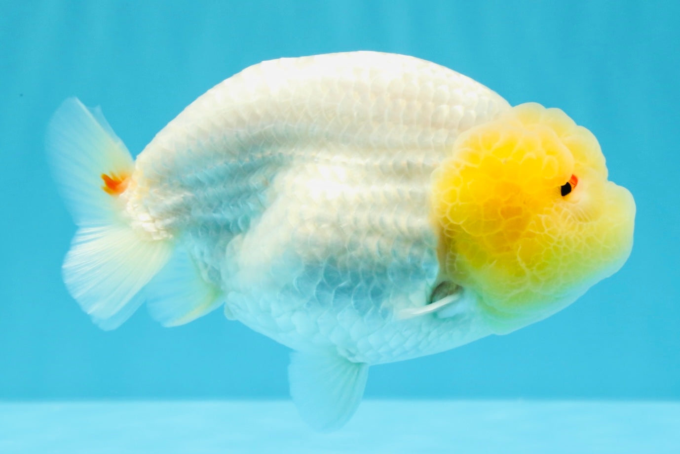 ADORABLE A Grade White LionQueen 4.5-5 inches #022026LC_13