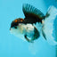 A Grade Tricolor Oranda Male 4.5-5 inches #112924OR_15