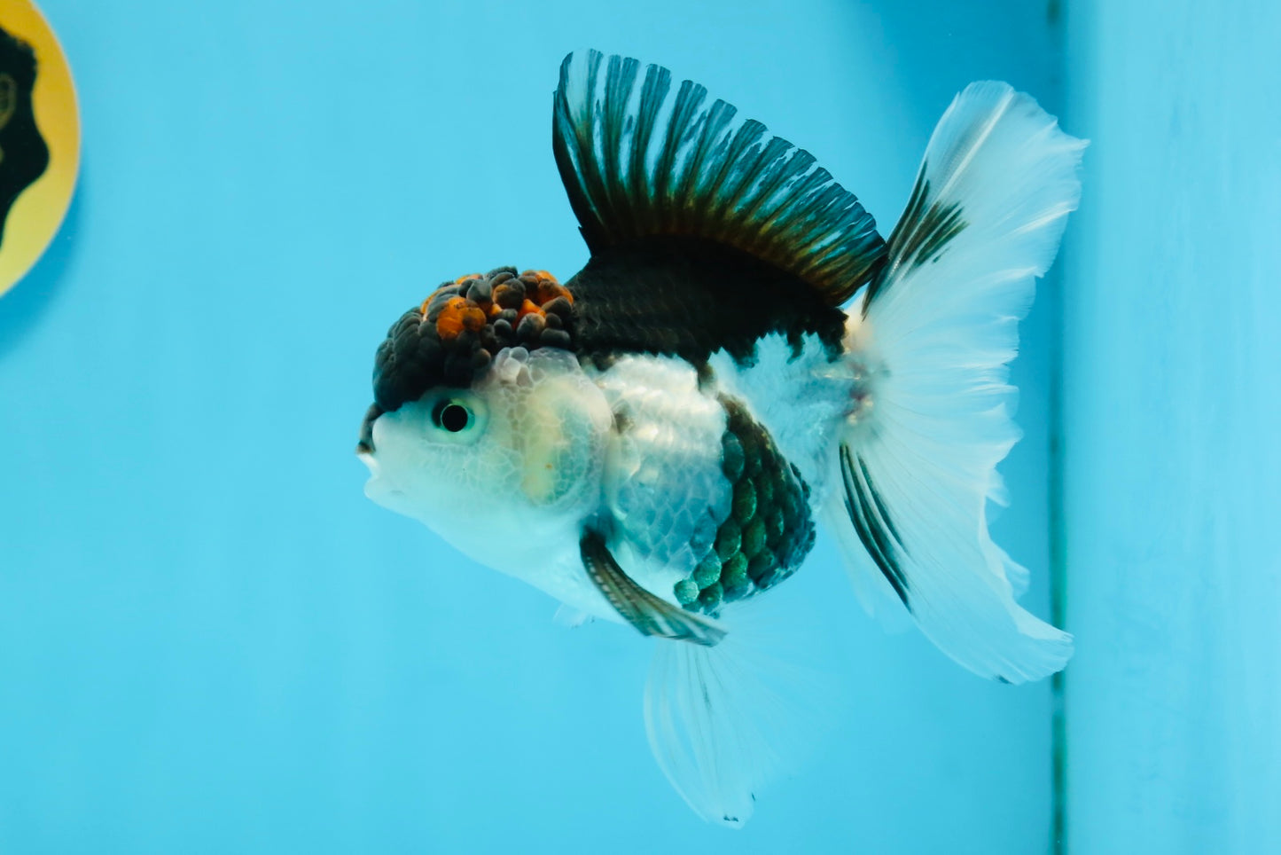 A Grade Tricolor Oranda Male 4.5-5 inches #112924OR_15