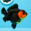 A Grade Red Cheeks Yuanbao Male 4.5 inches #0913YB_24