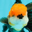 A Grade Tricolor Black Nose Oranda Male 5 inches #111524OR_22