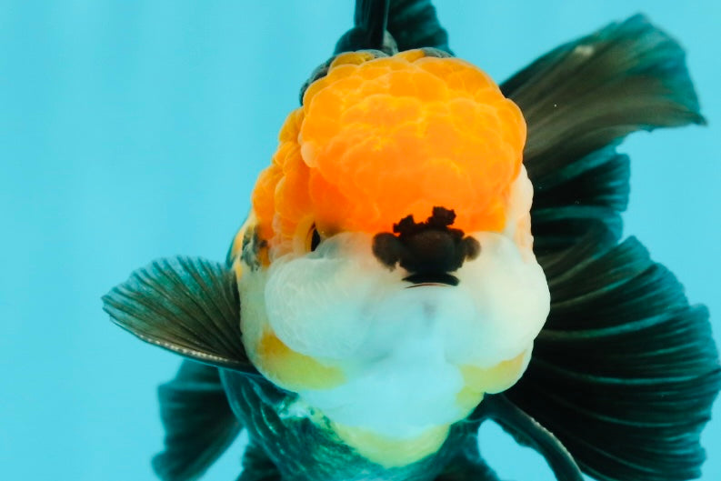 A Grade Tricolor Black Nose Oranda Male 5 inches #111524OR_22