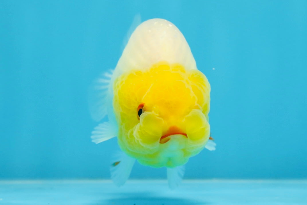 A Grade Lemonhead LionQueen 4 inches #070425LC_13