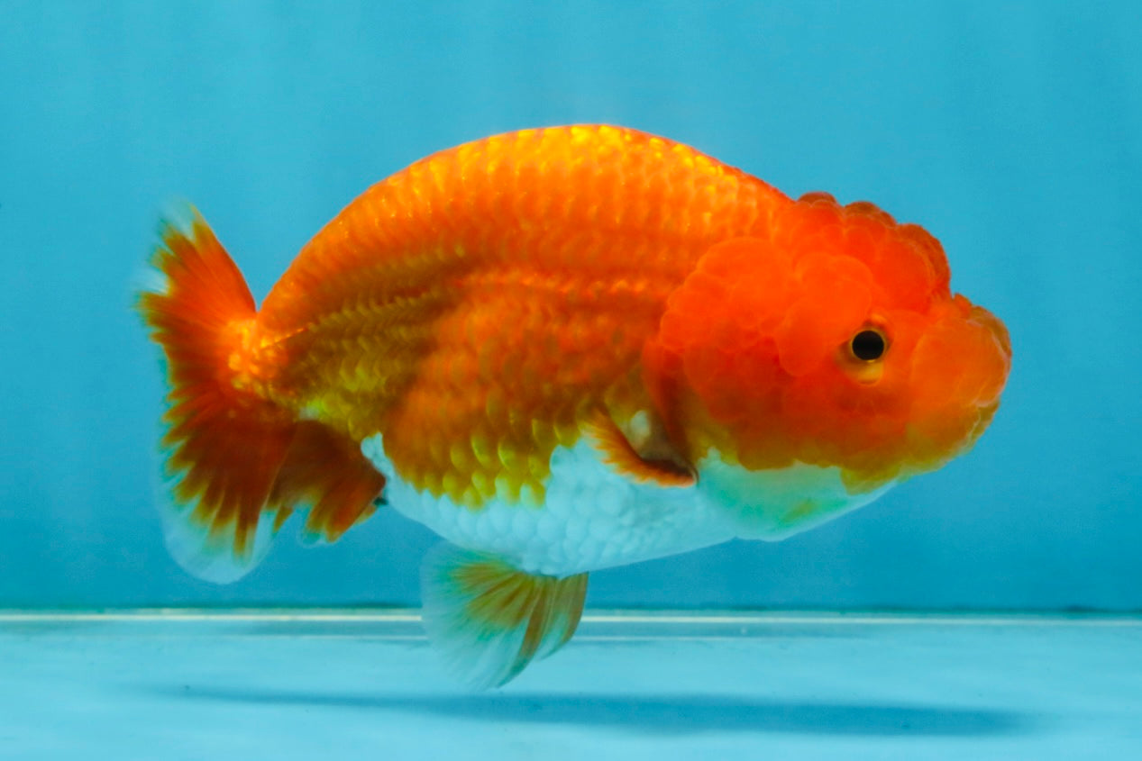 CHUBBY A Grade Red White LionQueen 4.5 inches #120525LC_14