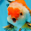 AAA Grade Tricolor Oranda Male 5-5.5 inches #0830OR_21