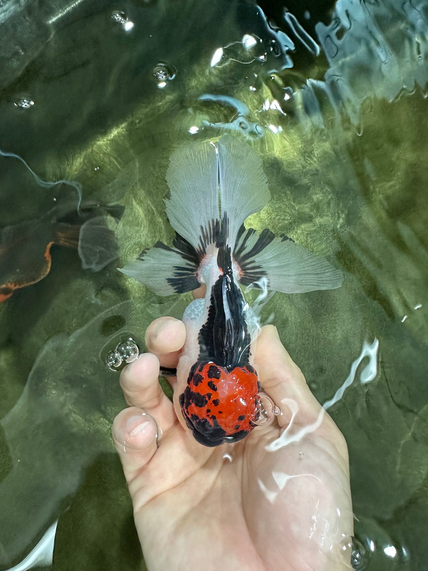 A Grade Tricolor Oranda Male 5 inches #060625OR_21