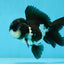 A Grade Panda Oranda Male 4.5 inches #050225OR_11