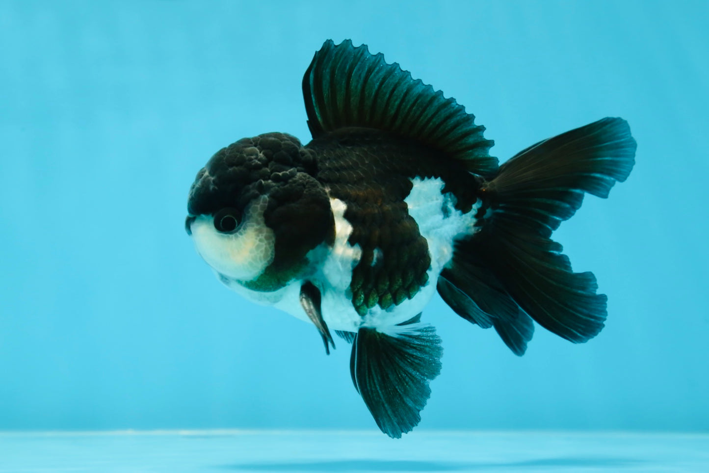 A Grade Panda Oranda Male 4.5 inches #050225OR_11