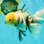AAA Grade Marble Oranda Male 6.5-7 inches #070626OR_09