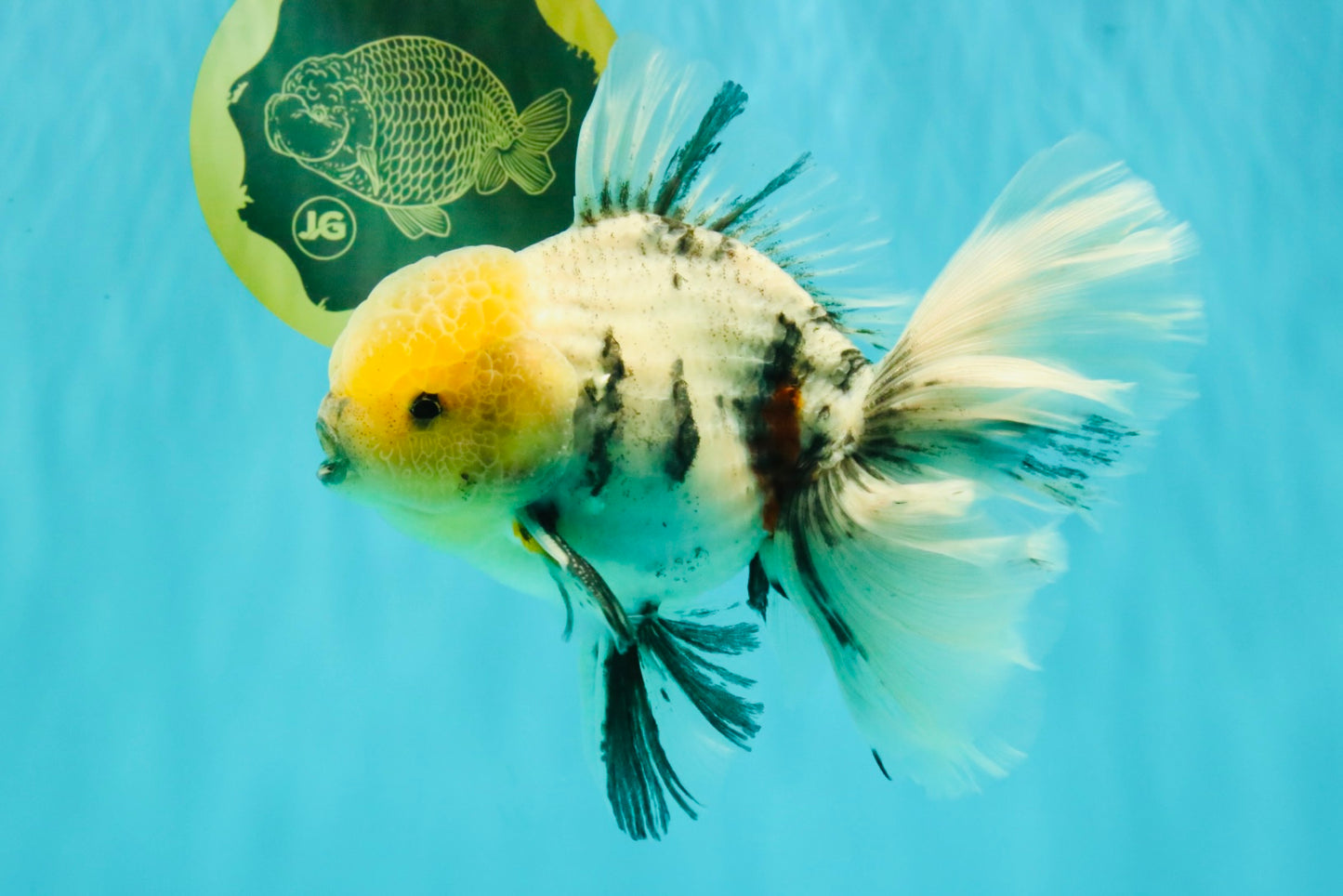AAA Grade Marble Oranda Male 6.5-7 inches #070626OR_09