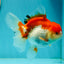 Cheeky Red White Oranda Female 5-5.5 inches #110124OR_02