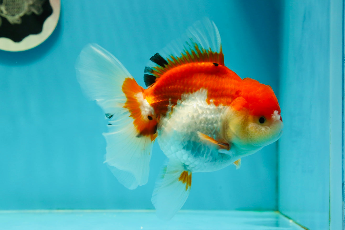 Cheeky Red White Oranda Female 5-5.5 inches #110124OR_02