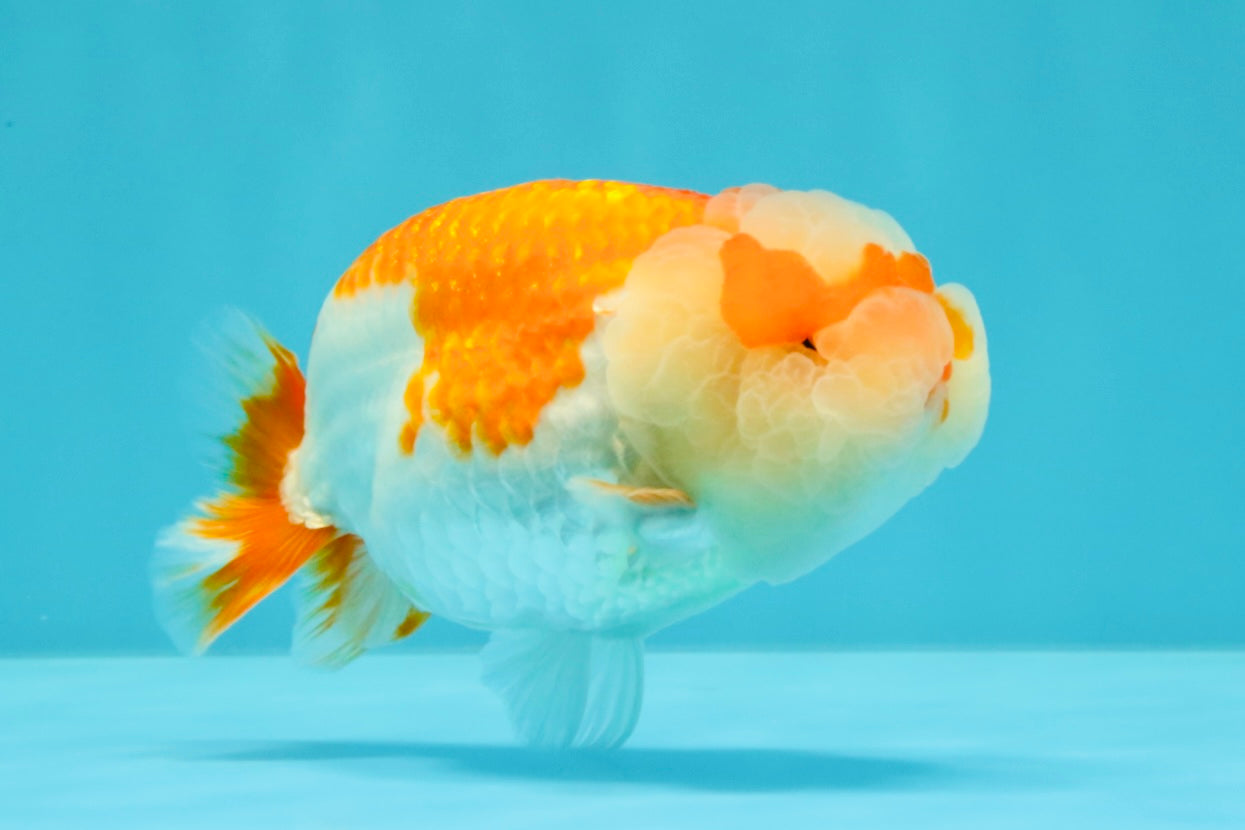 BIG WEN AAA Grade Red White LionQueen 4-4.5 inches #031326LC_06