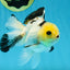 Adorable Lemonhead Button Eyes Oranda Male 4.5 inches #011725OR_01