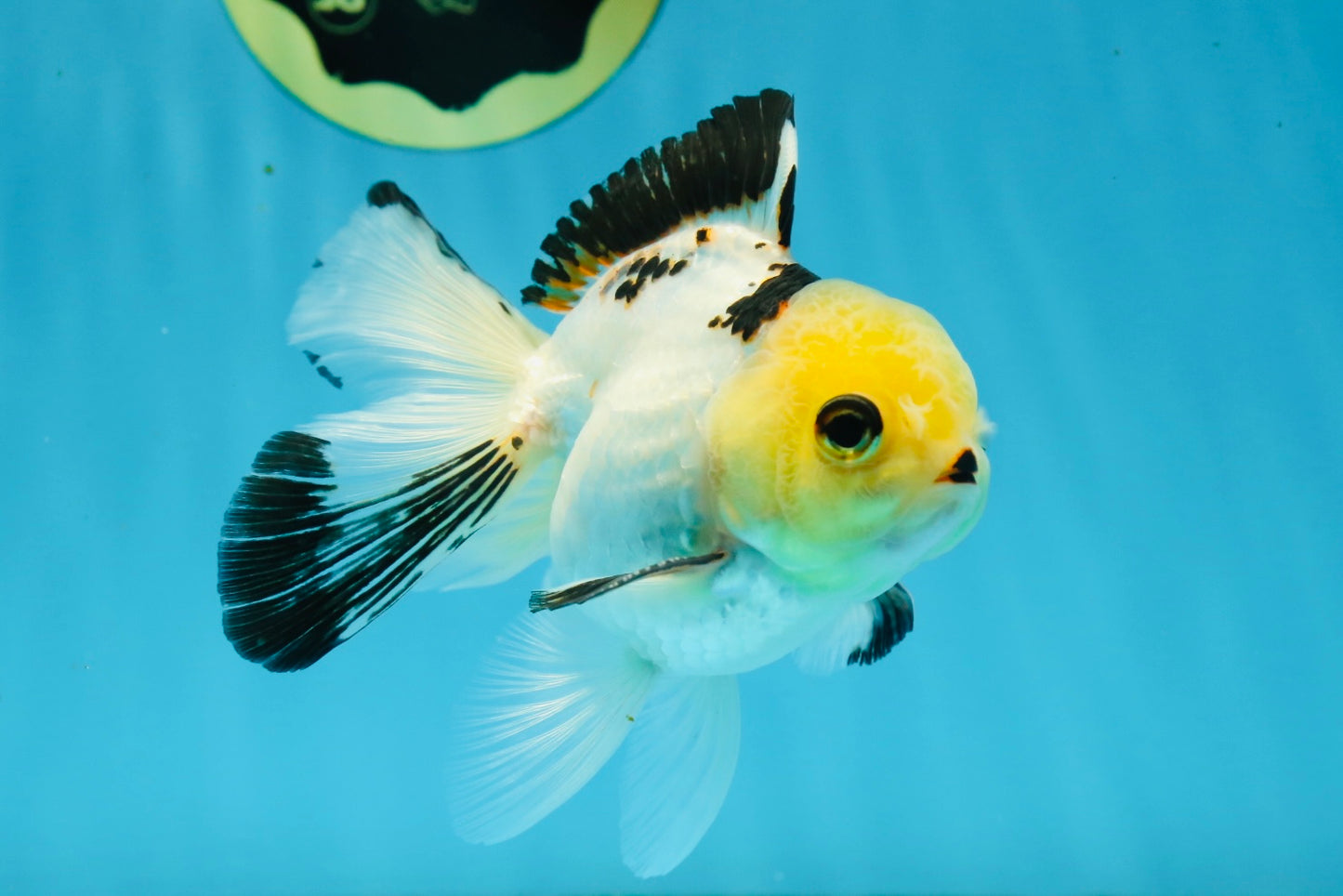 Adorable Lemonhead Button Eyes Oranda Male 4.5 inches #011725OR_01