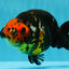 A Grade Jumbo Red Head Calico Chinese Ranchu Female 6.5-7 inches #022726RC_19