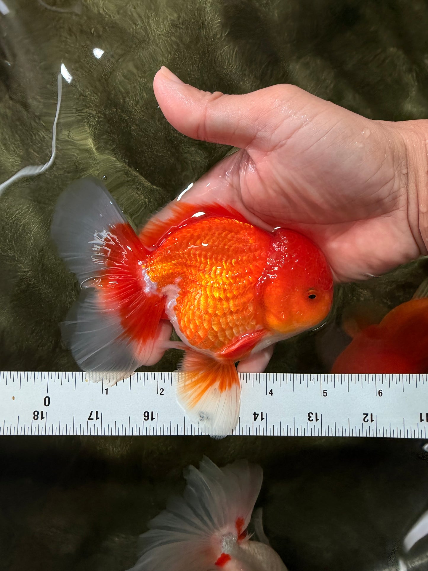 AAA Grade Red White Oranda Male 5-5.5 inches #062626OR_34