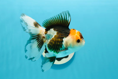 Oranda hembra tricolor de calidad A, 4,5 pulgadas, n.º 0607OR_02