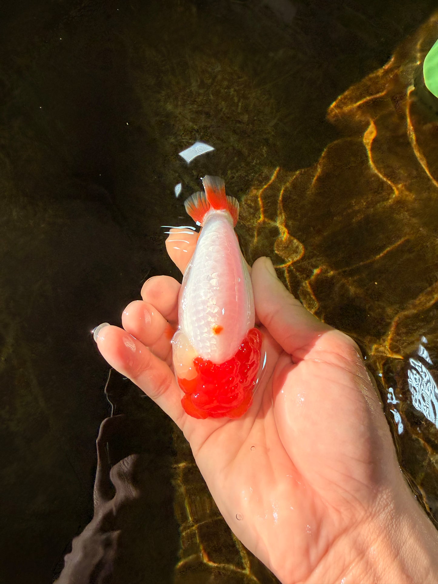 FLUFFY AAA Grade Red Head LionQueen 4-4.5 inches #102425LC_10