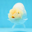 A Grade Lemonhead LionQueen 4.5 inches #0825LC_01